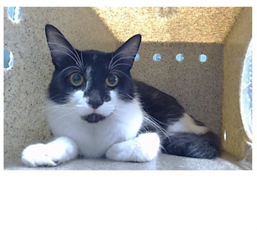 BATMAN - Domestic Medium Hair available for adoption