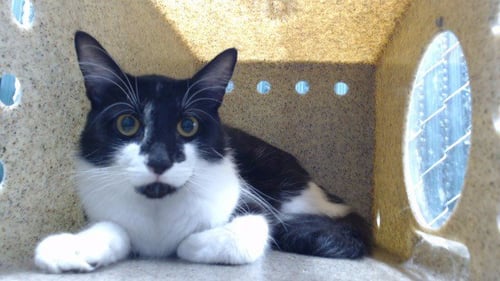 BATMAN - Domestic Medium Hair available for adoption
