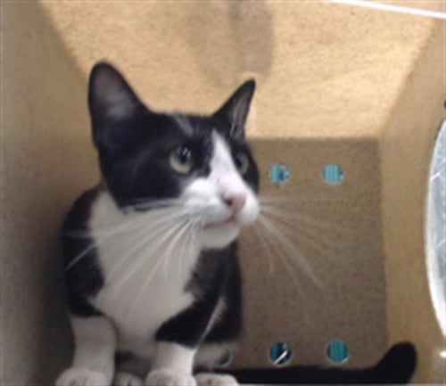 RITA - Domestic Short Hair available for adoption