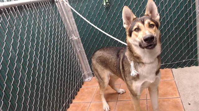 KODA - German Shepherd Dog available for adoption