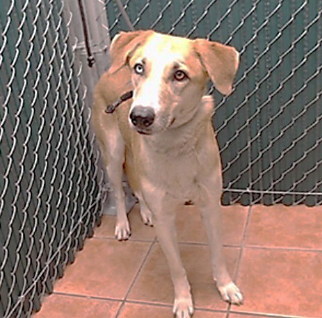 FENDI - Collie available for adoption