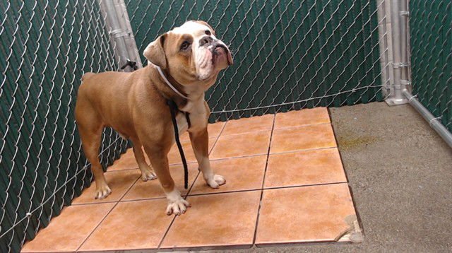 PETER - American Bulldog available for adoption