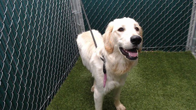 SNOWEY - Golden Retriever available for adoption