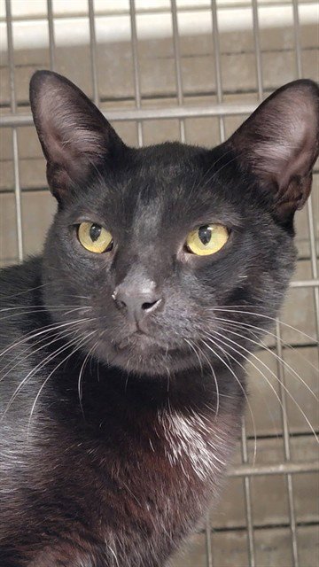 DARROW - Domestic Short Hair available for adoption
