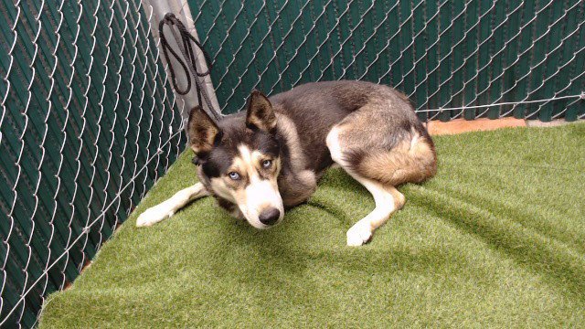 BALTO Image