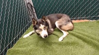 BALTO - Photo 1