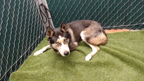 BALTO - Husky available for adoption