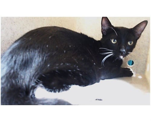 LOU - Domestic Short Hair available for adoption