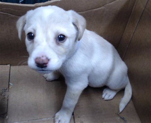 A5766111 - Terrier available for adoption