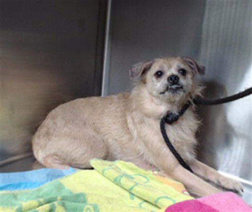 LUNA - Terrier / Chihuahua available for adoption