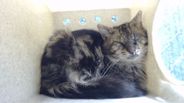 GATTICA - Domestic Short Hair available for adoption