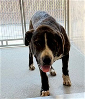 MONTY - Pit Bull Terrier available for adoption