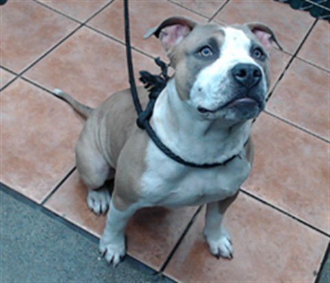 BARNES - Pit Bull Terrier available for adoption