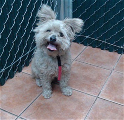 CHAMPION - Terrier available for adoption