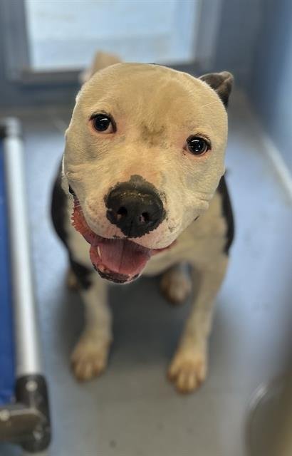 CHICO VALENTINO - Pit Bull Terrier available for adoption