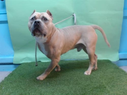 HERCULES - American Bulldog available for adoption