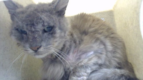 RANDY - Domestic Long Hair available for adoption