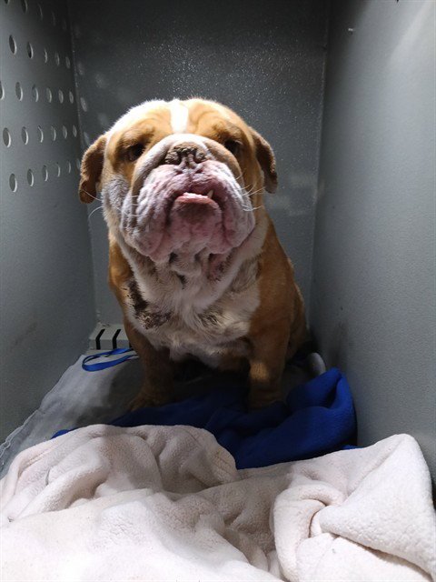 RAMSEY - English Bulldog available for adoption