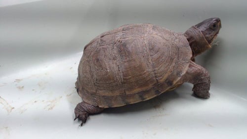 MASTER SHREDDER - Turtle available for adoption