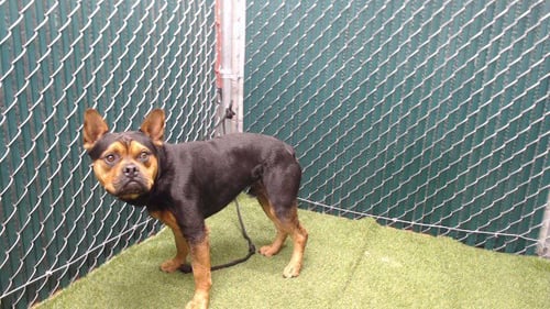 MARSHALL - French Bulldog available for adoption