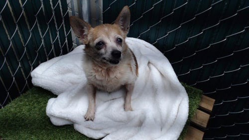 FLORENCE - Chihuahua available for adoption