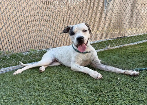 LANA - Pit Bull Terrier available for adoption