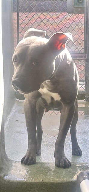 KYLIE - Pit Bull Terrier available for adoption