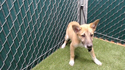 TINY - German Shepherd Dog available for adoption