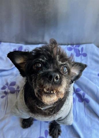 SANDY - Chihuahua / Terrier available for adoption
