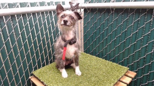 LUNA - Miniature Schnauzer available for adoption