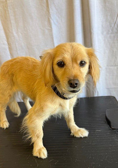 DAPHNE - Cocker Spaniel available for adoption