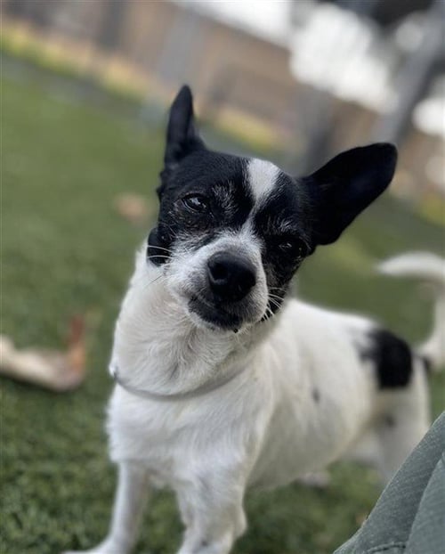 LIL' BUDDY - Chihuahua available for adoption