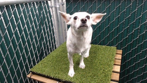 JOAN - Chihuahua available for adoption