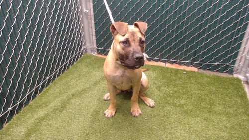 GOOFY - Boxer available for adoption