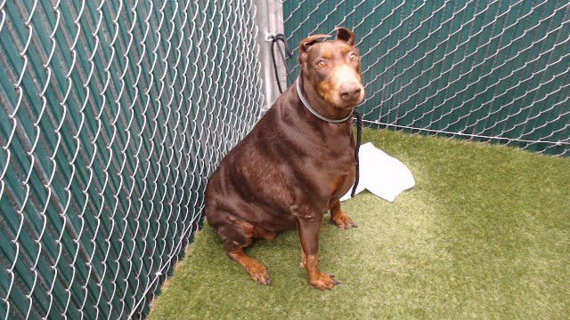 PRINCESS - Doberman Pinscher available for adoption