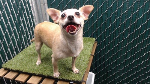 SEQUOIA - Chihuahua available for adoption