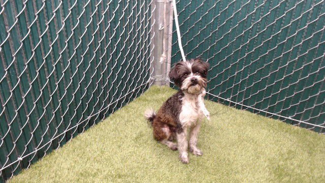 OREO - Terrier available for adoption