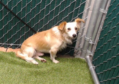 COCO - Dachshund available for adoption