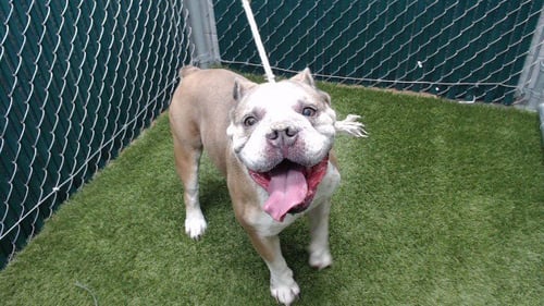 BLU - English Bulldog available for adoption