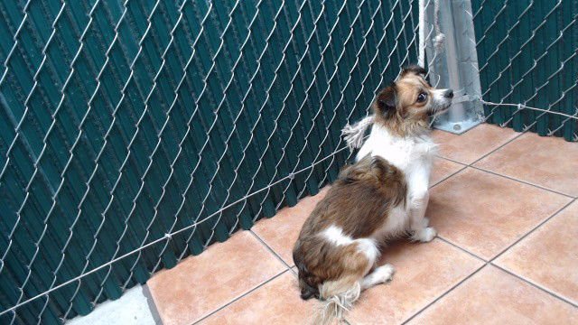 BAILEY - Pomeranian available for adoption