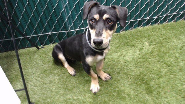 PAPA - Jack Russell Terrier (Parson Russell Terrier) available for adoption