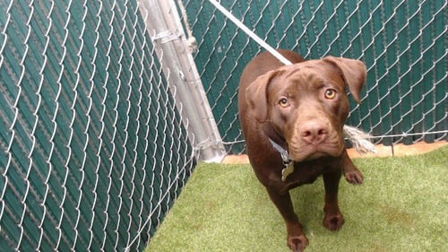 PENNY - Labrador Retriever available for adoption