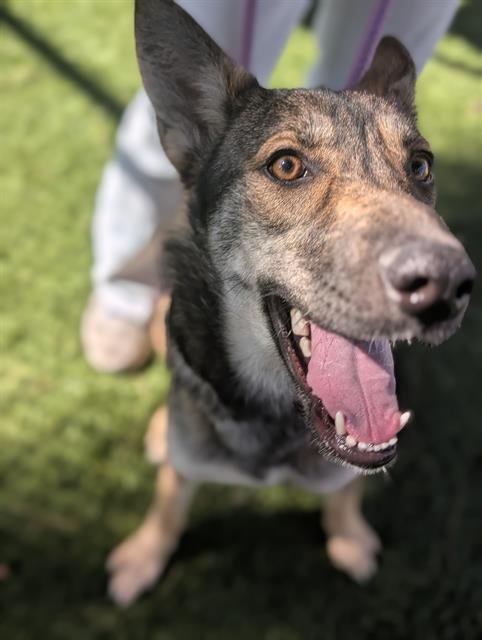 KODA - German Shepherd Dog available for adoption