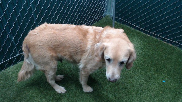 GOLDIE LOCKS - Golden Retriever available for adoption