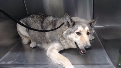 DAISY - Siberian Husky available for adoption