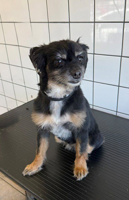 NAHLA - Cocker Spaniel available for adoption