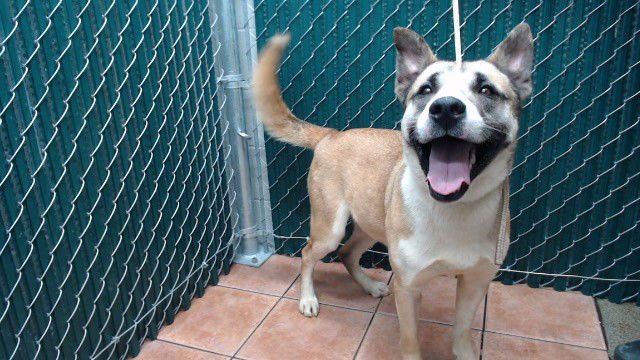 HOOCH - German Shepherd Dog available for adoption