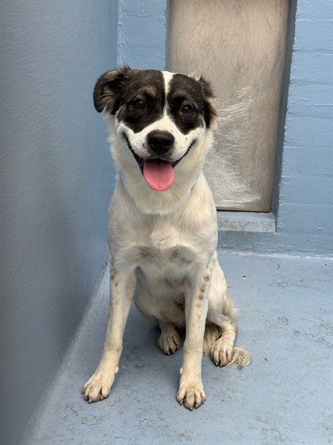 BLESSING - German Shepherd Dog / Pit Bull Terrier available for adoption