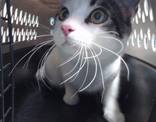 DOMINO - Domestic Short Hair available for adoption