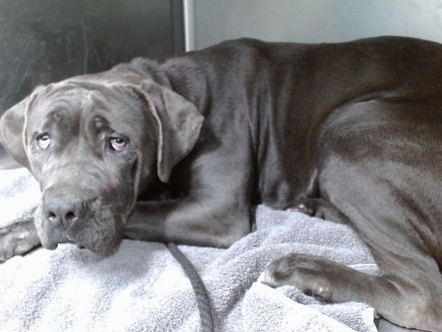 CHIQUITA - Cane Corso Mastiff available for adoption